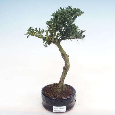 Indoor bonsai - Ilex crenata - Holly PB220334