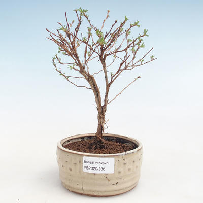 Outdoor bonsai-bush cinquefoil - Potentila Jolina yellow VB2020-336 - 1