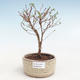 Outdoor bonsai-bush cinquefoil - Potentila Jolina yellow VB2020-336 - 1/2