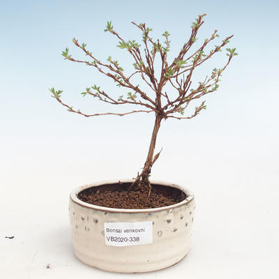 Outdoor bonsai-Cinquefoil - Potentila Jolina yellow VB2020-338 - 1