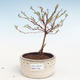 Outdoor bonsai-Cinquefoil - Potentila Jolina yellow VB2020-338 - 1/2