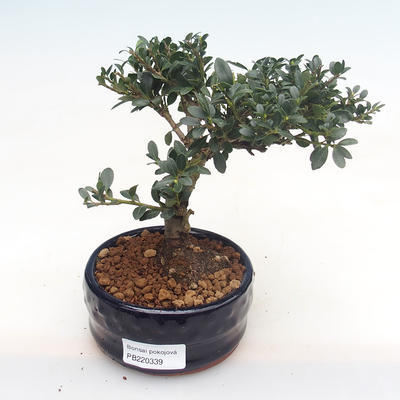 Indoor bonsai - Ilex crenata - Holly PB220339