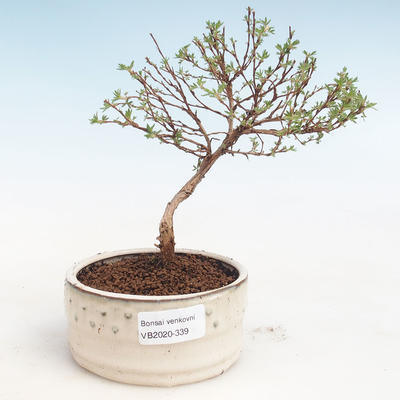 Outdoor bonsai-Cinquefoil - Potentila Jolina yellow VB2020-339 - 1