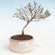 Outdoor bonsai-Cinquefoil - Potentila Jolina yellow VB2020-339 - 1/2