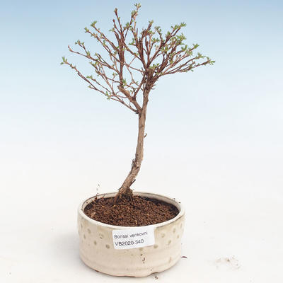 Outdoor bonsai-bush cinquefoil - Potentila Jolina yellow VB2020-340 - 1
