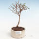 Outdoor bonsai-bush cinquefoil - Potentila Jolina yellow VB2020-340 - 1/2