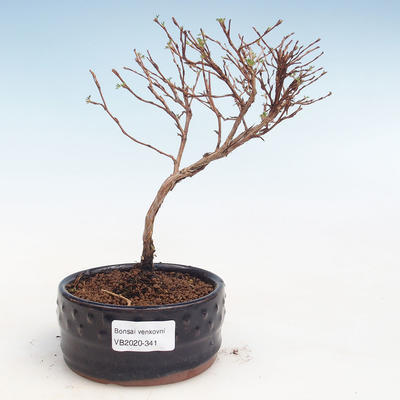 Outdoor bonsai-bush cinquefoil - Potentila Jolina yellow VB2020-341 - 1