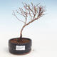 Outdoor bonsai-bush cinquefoil - Potentila Jolina yellow VB2020-341 - 1/2