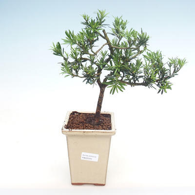 Indoor bonsai - Podocarpus - Stone yew PB220342