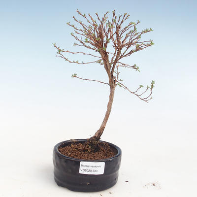 Outdoor bonsai-Cinquefoil - Potentila Jolina yellow VB2020-344 - 1