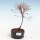 Outdoor bonsai-Cinquefoil - Potentila Jolina yellow VB2020-344 - 1/2