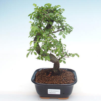 Indoor bonsai - Ulmus parvifolia - Small leaf elm PB220345 - 1