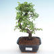 Indoor bonsai - Ulmus parvifolia - Small leaf elm PB220345 - 1/3
