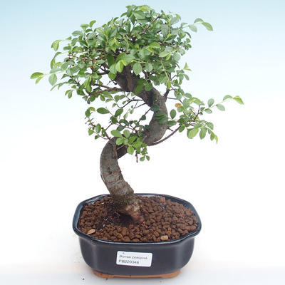 Indoor bonsai - Ulmus parvifolia - Small leaf elm PB220346 - 1