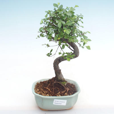 Indoor bonsai - Ulmus parvifolia - Small leaf elm PB220348 - 1
