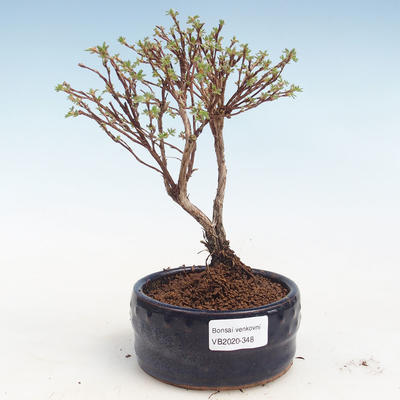 Outdoor bonsai-bush cinquefoil - Potentila Jolina yellow VB2020-348 - 1