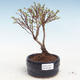 Outdoor bonsai-bush cinquefoil - Potentila Jolina yellow VB2020-348 - 1/2
