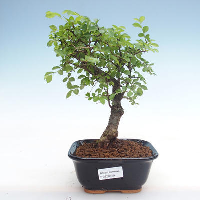 Indoor bonsai - Ulmus parvifolia - Small leaf elm PB220349 - 1