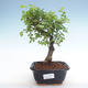 Indoor bonsai - Ulmus parvifolia - Small leaf elm PB220349 - 1/3