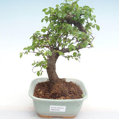 Indoor bonsai - Ulmus parvifolia - Small leaf elm PB220350 - 1