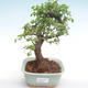 Indoor bonsai - Ulmus parvifolia - Small leaf elm PB220350 - 1/3