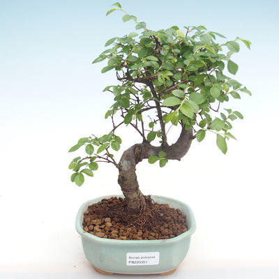 Indoor bonsai - Ulmus parvifolia - Small leaf elm PB220351 - 1
