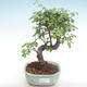 Indoor bonsai - Ulmus parvifolia - Small leaf elm PB220351 - 1/3