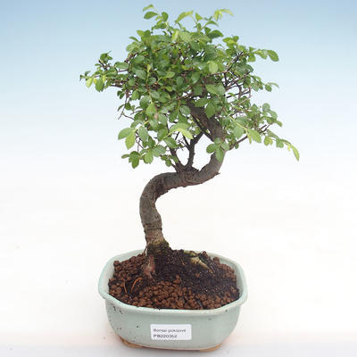 Indoor bonsai - Ulmus parvifolia - Small leaf elm PB220352 - 1