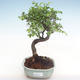 Indoor bonsai - Ulmus parvifolia - Small leaf elm PB220352 - 1/3