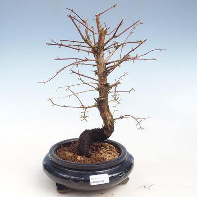 Outdoor bonsai - Metasequoia glyptostroboides - Chinese metasqueen VB2020-352 - 1
