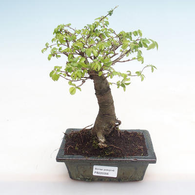 Indoor bonsai-Ulmus Parvifolia-Small leaf elm PB220356