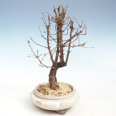 Outdoor bonsai - Metasequoia glyptostroboides - Chinese Metasquoia VB2020-358 - 1