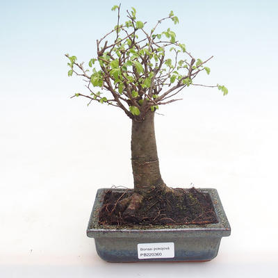 Indoor bonsai-Ulmus Parvifolia-Small leaf elm PB220360