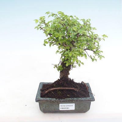 Indoor bonsai-Ulmus Parvifolia-Small leaf elm PB220361