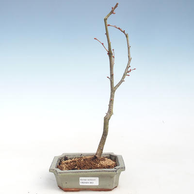 Outdoor bonsai - Heart-shaped lime - Tilia cordata VB2020-363