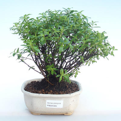 Indoor bonsai - Cuphea - Japanese myrtle PB220365