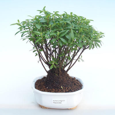 Indoor bonsai - Cuphea - Japanese myrtle PB220366