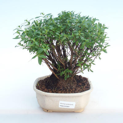 Indoor bonsai - Cuphea - Japanese myrtle PB220369