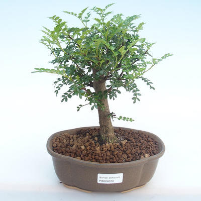 Indoor bonsai - Zantoxylum piperitum - Pepper tree PB220370 - 1