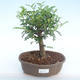 Indoor bonsai - Zantoxylum piperitum - Pepper tree PB220370 - 1/4