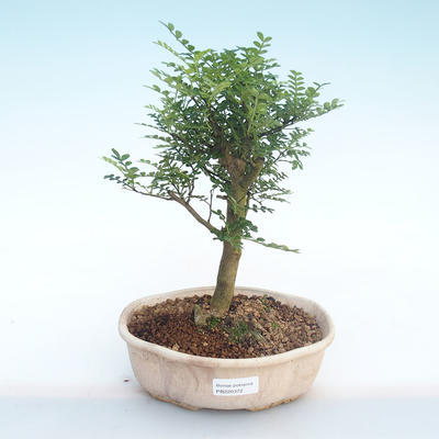 Indoor bonsai - Zantoxylum piperitum - Pepper tree PB220372 - 1