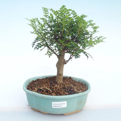 Indoor bonsai - Zantoxylum piperitum - Pepper tree PB220373 - 1