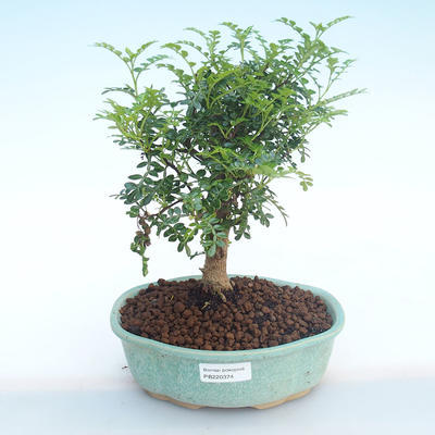 Indoor bonsai - Zantoxylum piperitum - Pepper tree PB220374 - 1