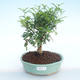 Indoor bonsai - Zantoxylum piperitum - Pepper tree PB220374 - 1/4