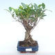 Indoor bonsai - Ficus retusa - small leaf ficus PB220376 - 1/2