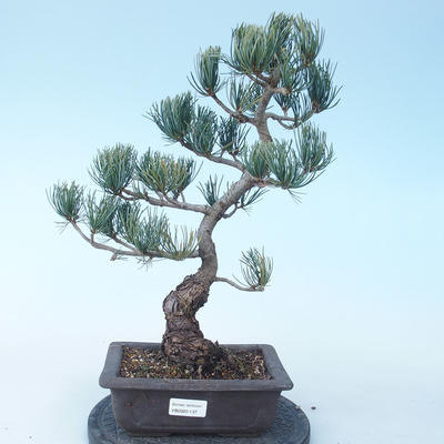 Pinus parviflora - Small-flowered Pine VB2020-137 - 1
