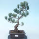 Pinus parviflora - Small-flowered Pine VB2020-137 - 1/3