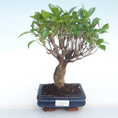 Indoor bonsai - Ficus retusa - small leaf ficus PB220380 - 1