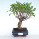 Indoor bonsai - Ficus retusa - small leaf ficus PB220380 - 1/2