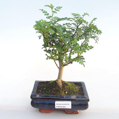 Indoor bonsai - Zantoxylum piperitum - Pepper tree PB220383 - 1